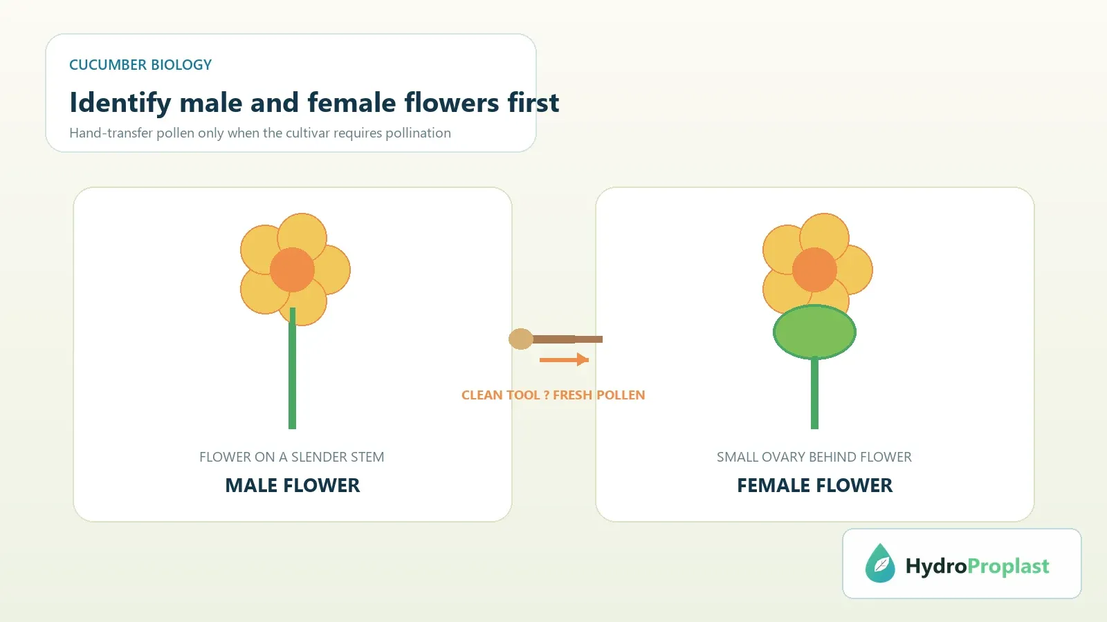 Comparison of cucumber male and female flowers showing the female flower ovary and clean pollen transfer direction