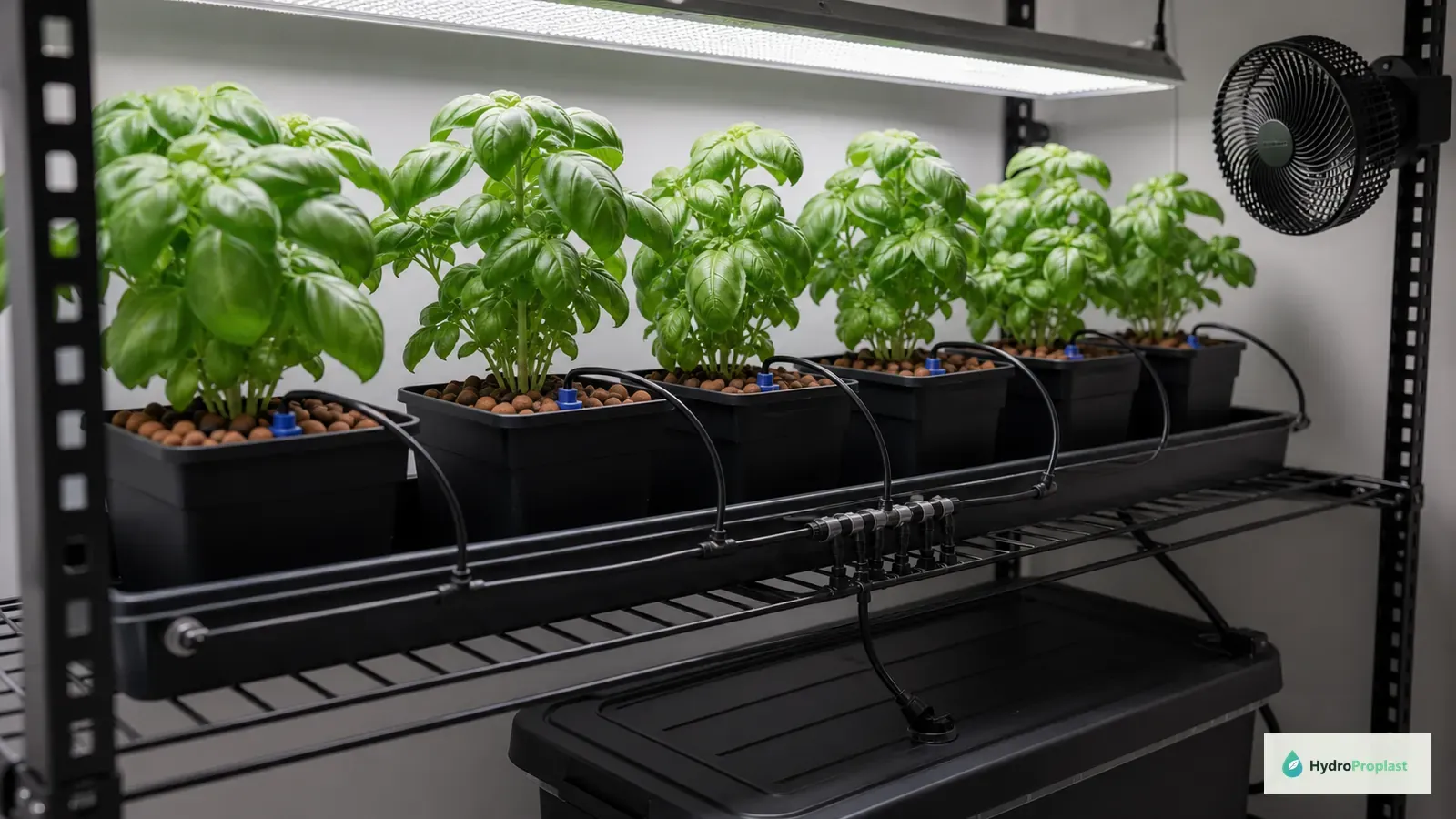 Basil in individual drip-fed containers beneath a grow light with gentle side airflow.