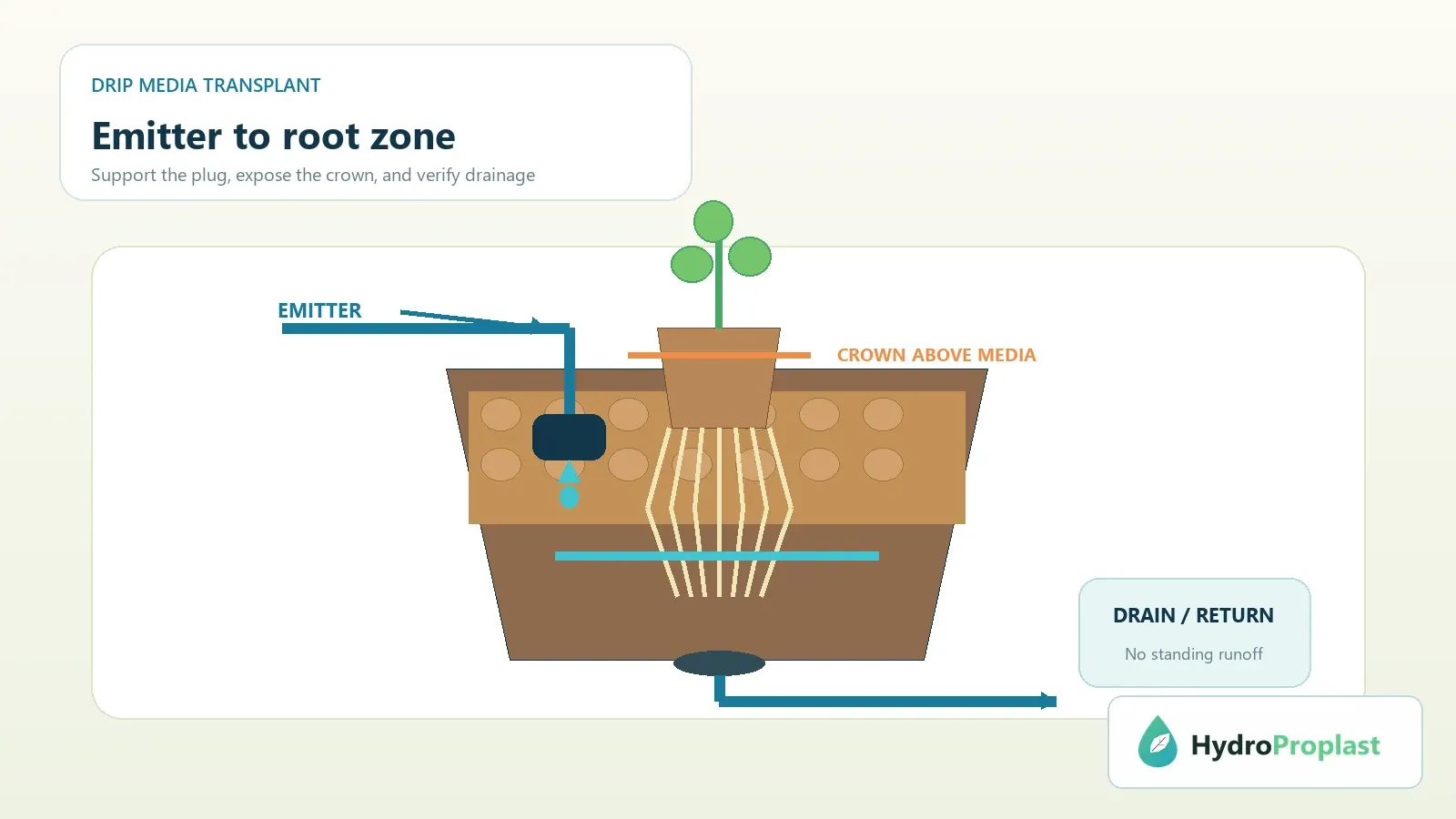 Drip hydroponic transplant showing emitter placement, crown height, root zone and drainage return