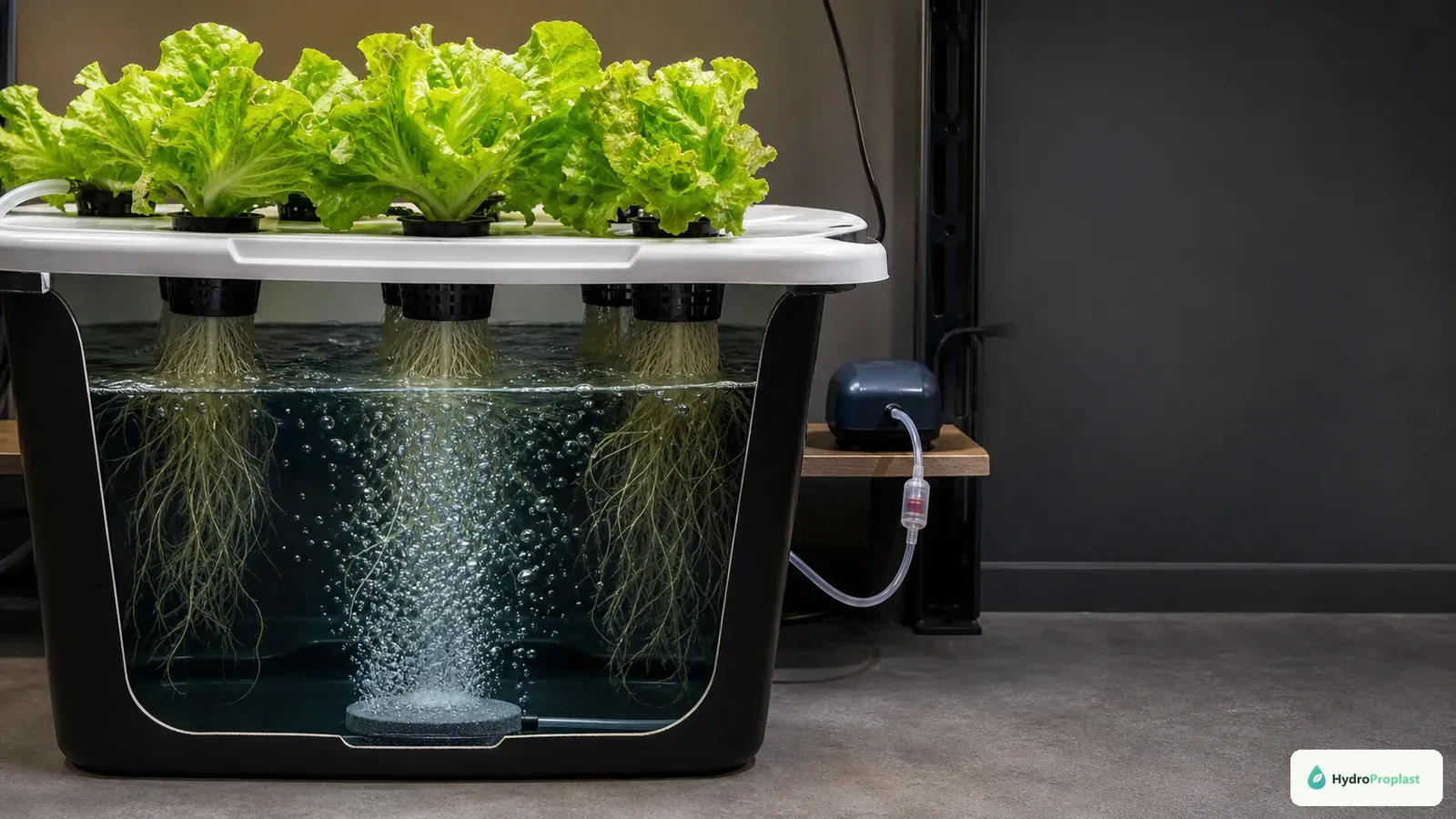 Deep water culture reservoir with plant roots submerged in nutrient solution and bubbles supplied by an external air pump.