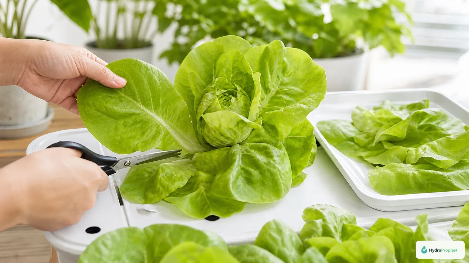 Grower cuts one mature outer lettuce leaf while preserving the central growing point for continued growth.