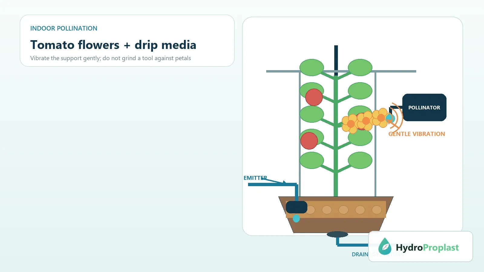 Indoor tomato plant in a drip-media system showing gentle truss vibration, emitter placement and drainage return
