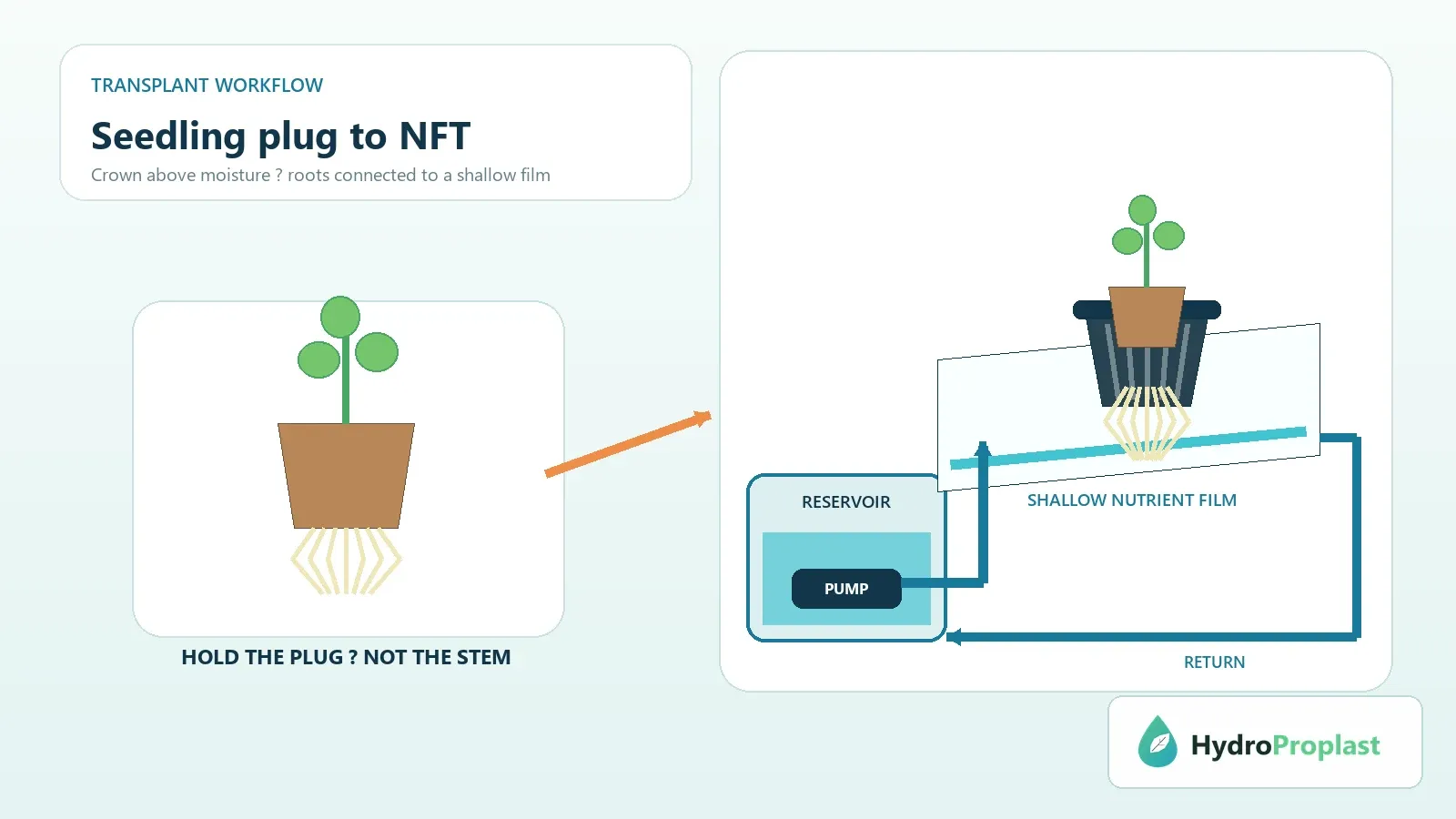 Grower moving a healthy seedling plug into an NFT channel with a shallow nutrient film and return line