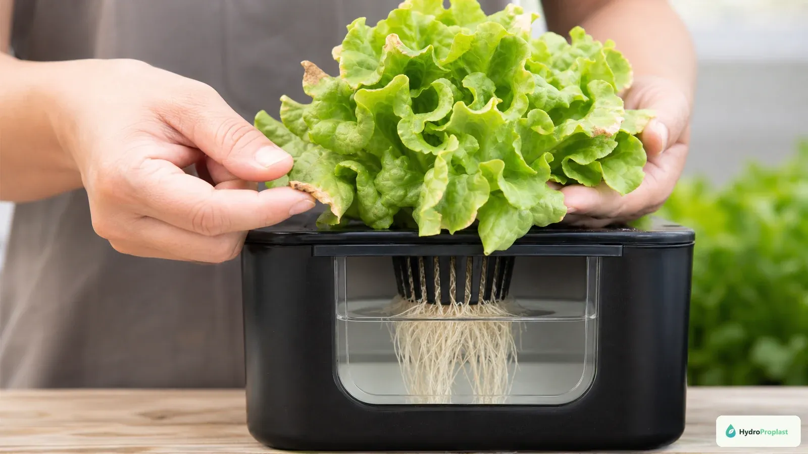 Grower inspecting brown leaf margins on a head of hydroponic lettuce.