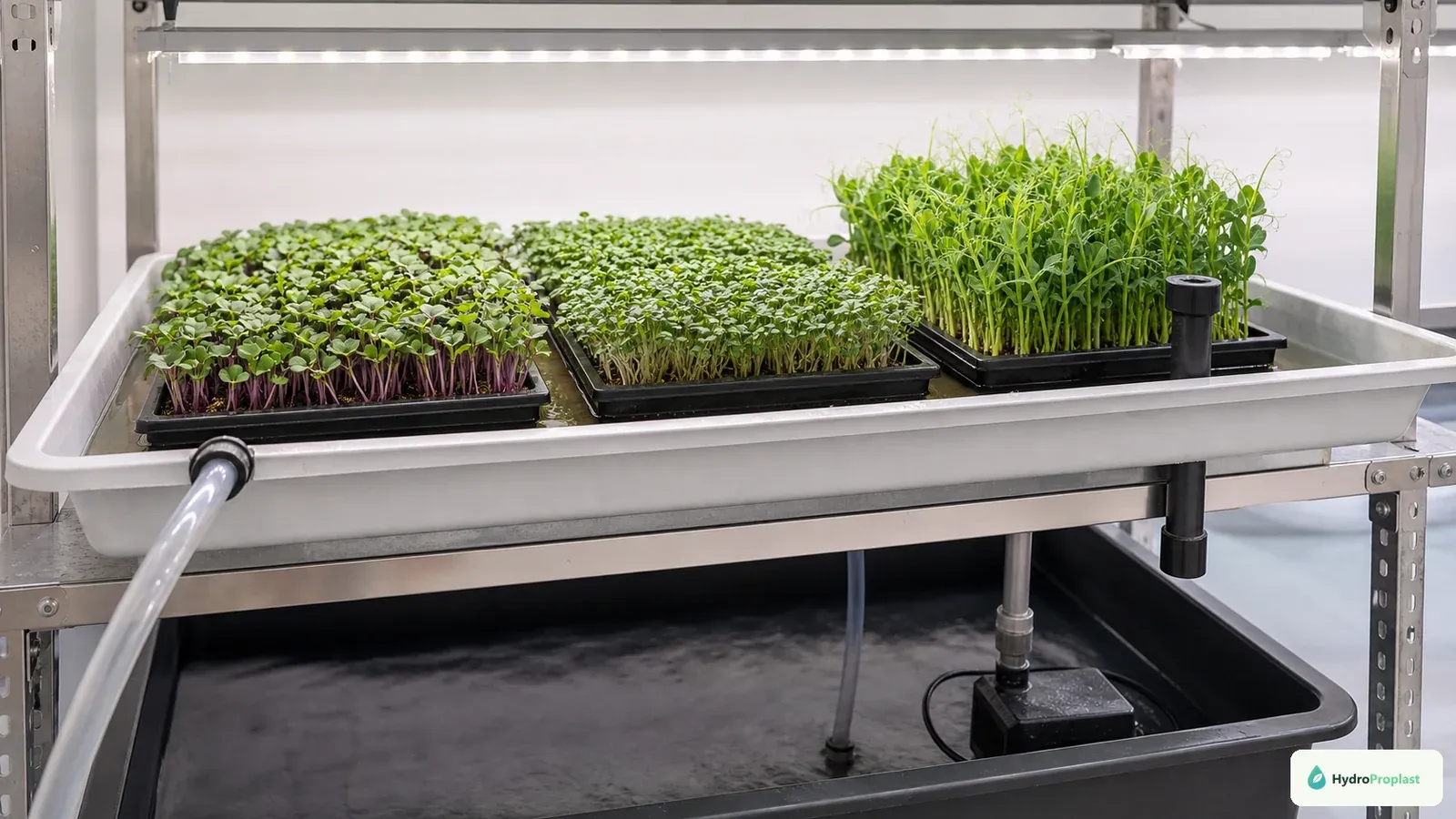 Dense microgreen trays sit in an Ebb and Flow table connected to a reservoir, pump line, and standpipe drain.