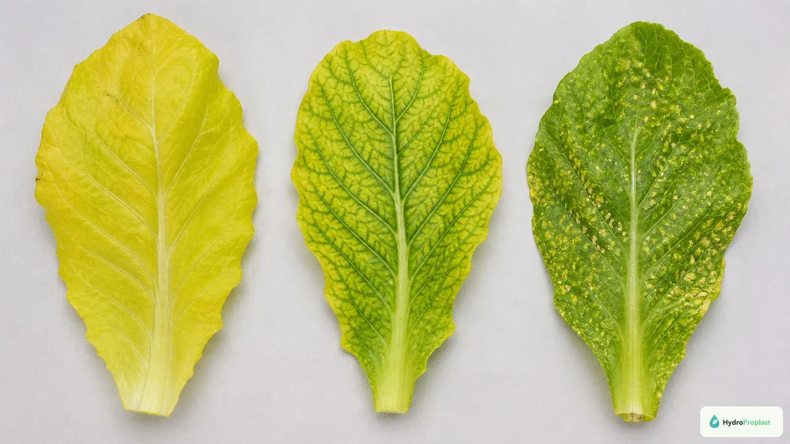 Three leaves show uniform yellowing, interveinal chlorosis, and pest-related stippling patterns.