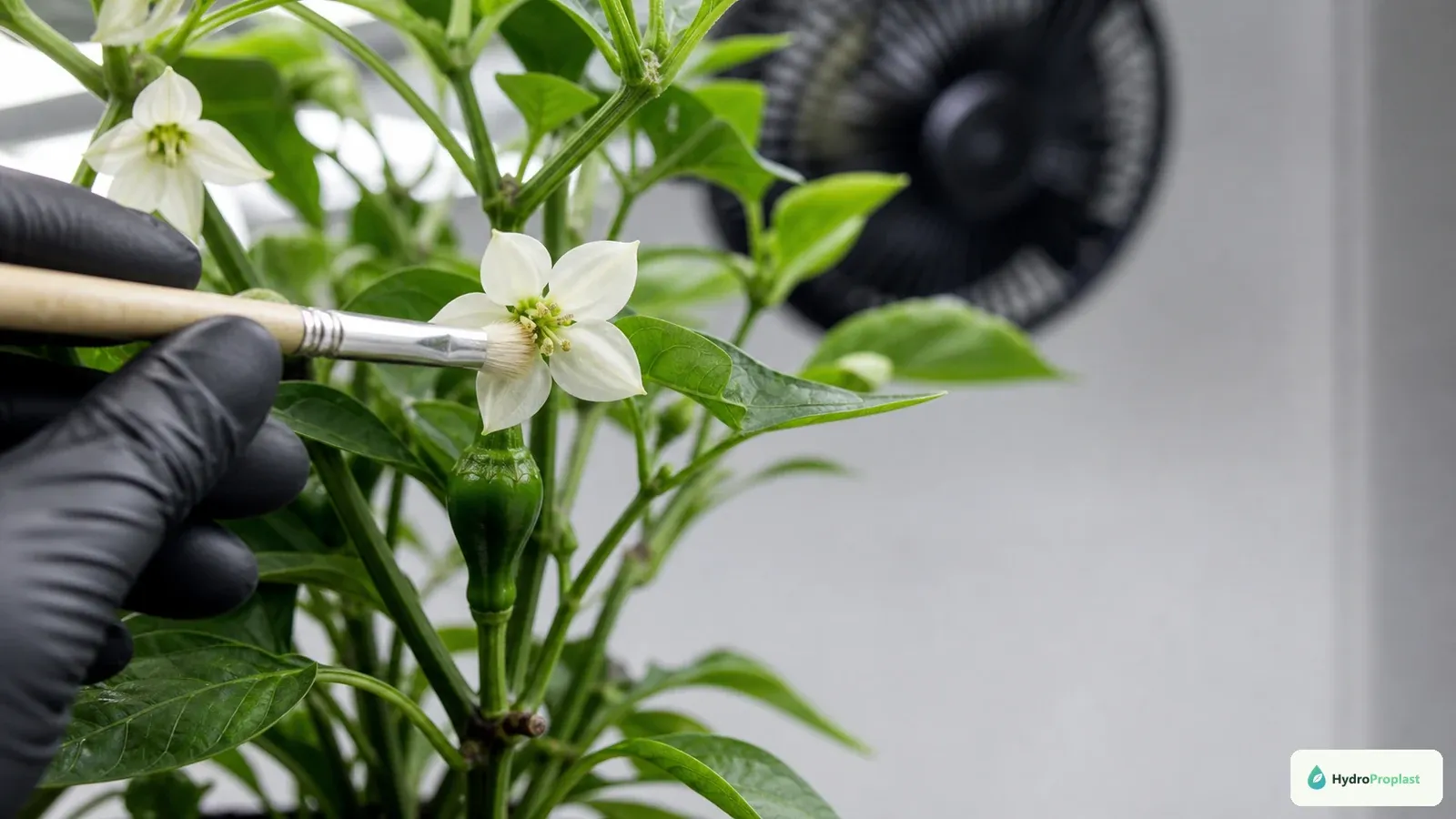 A clean soft brush assists pollination of an indoor pepper flower beside a gently ventilated canopy.