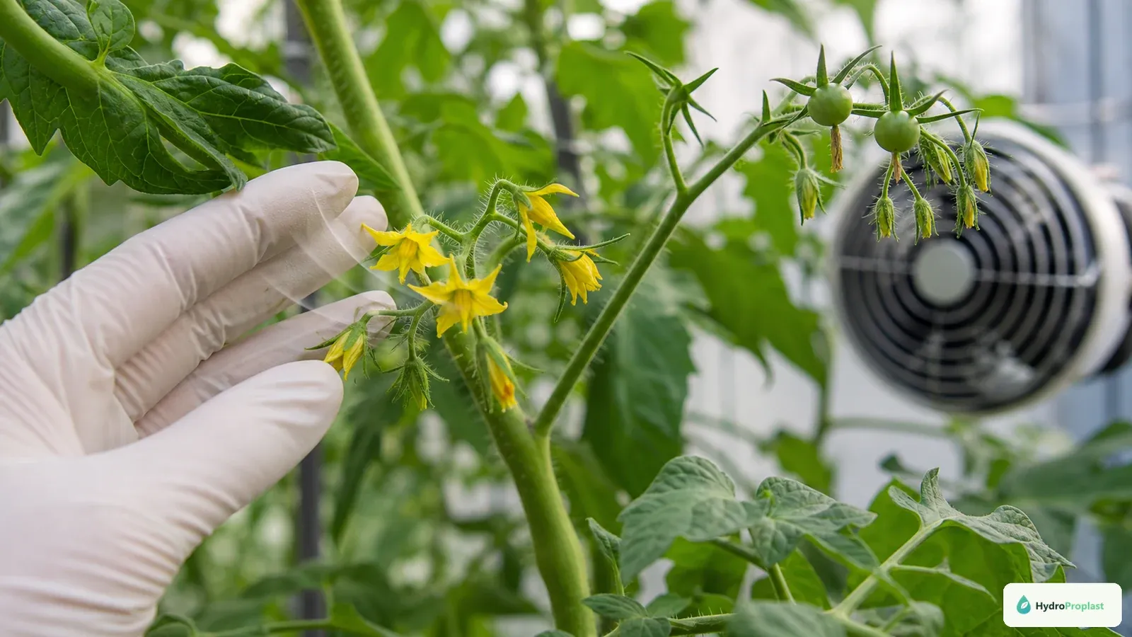 A tomato flower truss is gently tapped to assist pollination while mild airflow crosses the canopy.