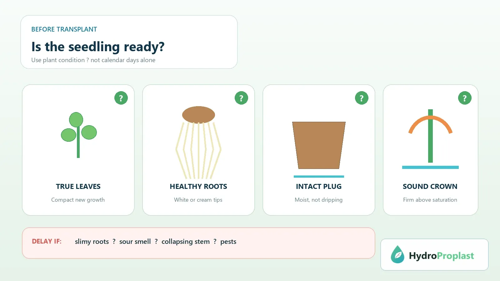 Hydroponic seedling readiness checklist showing true leaves, healthy roots, an intact plug and a sound crown
