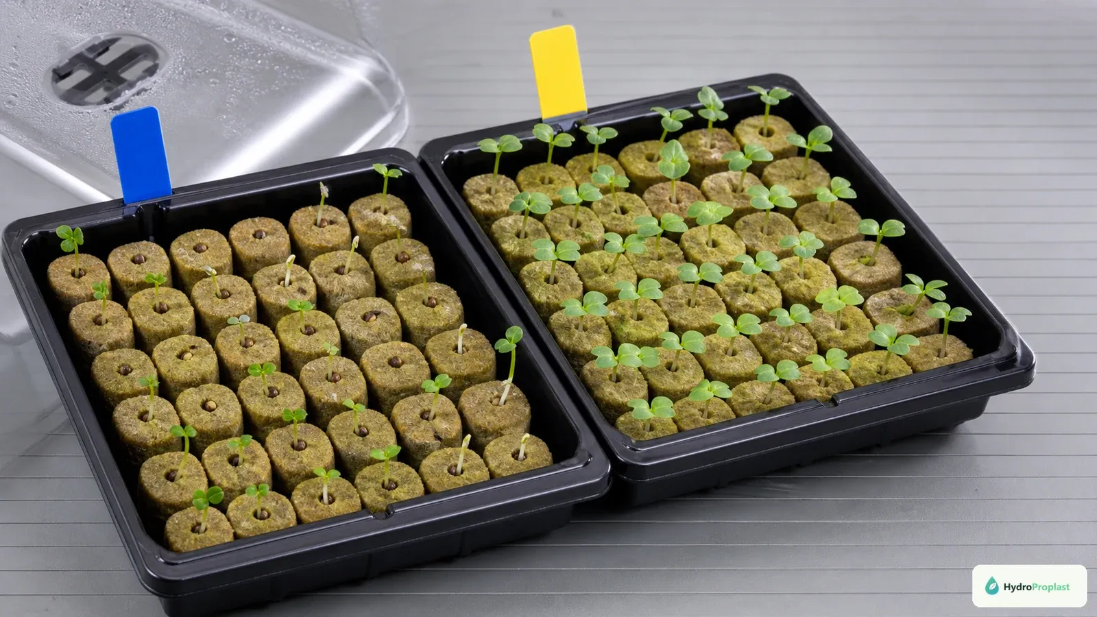 Brassica seedlings germinating evenly in moist hydroponic starter plugs.
